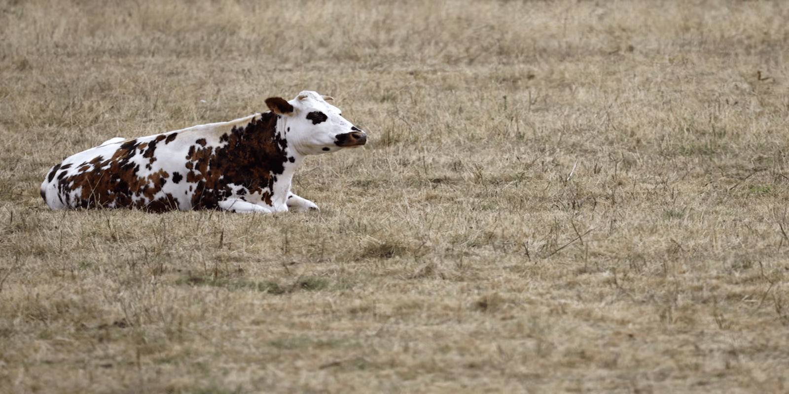 Tech Innovations Reshaping the Retail Landscape: AI Payments